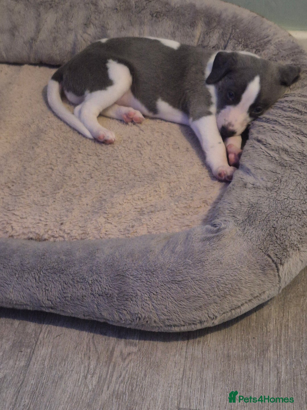 Whippet dogs for sale: KC Reg Whippet Puppy Blue & White Boy - Image 6