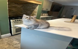 Persian cats for sale: Saffiyah and Santi looking for their forever home. - Advert 4