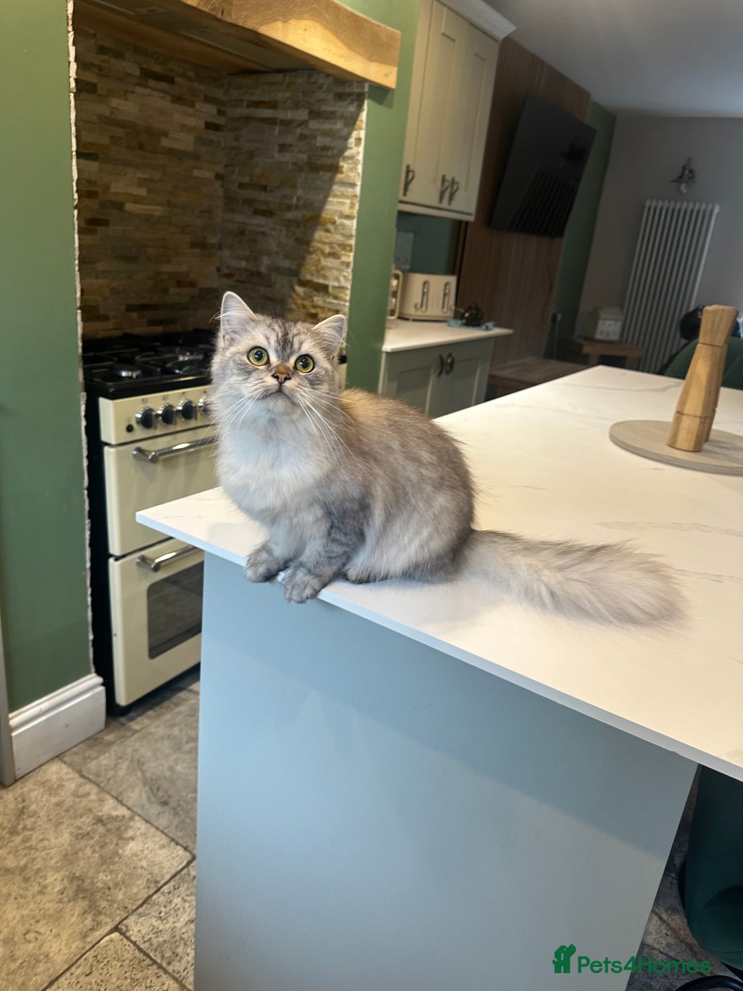 Persian cats for sale: Saffiyah and Santi looking for their forever home. - Advert 4