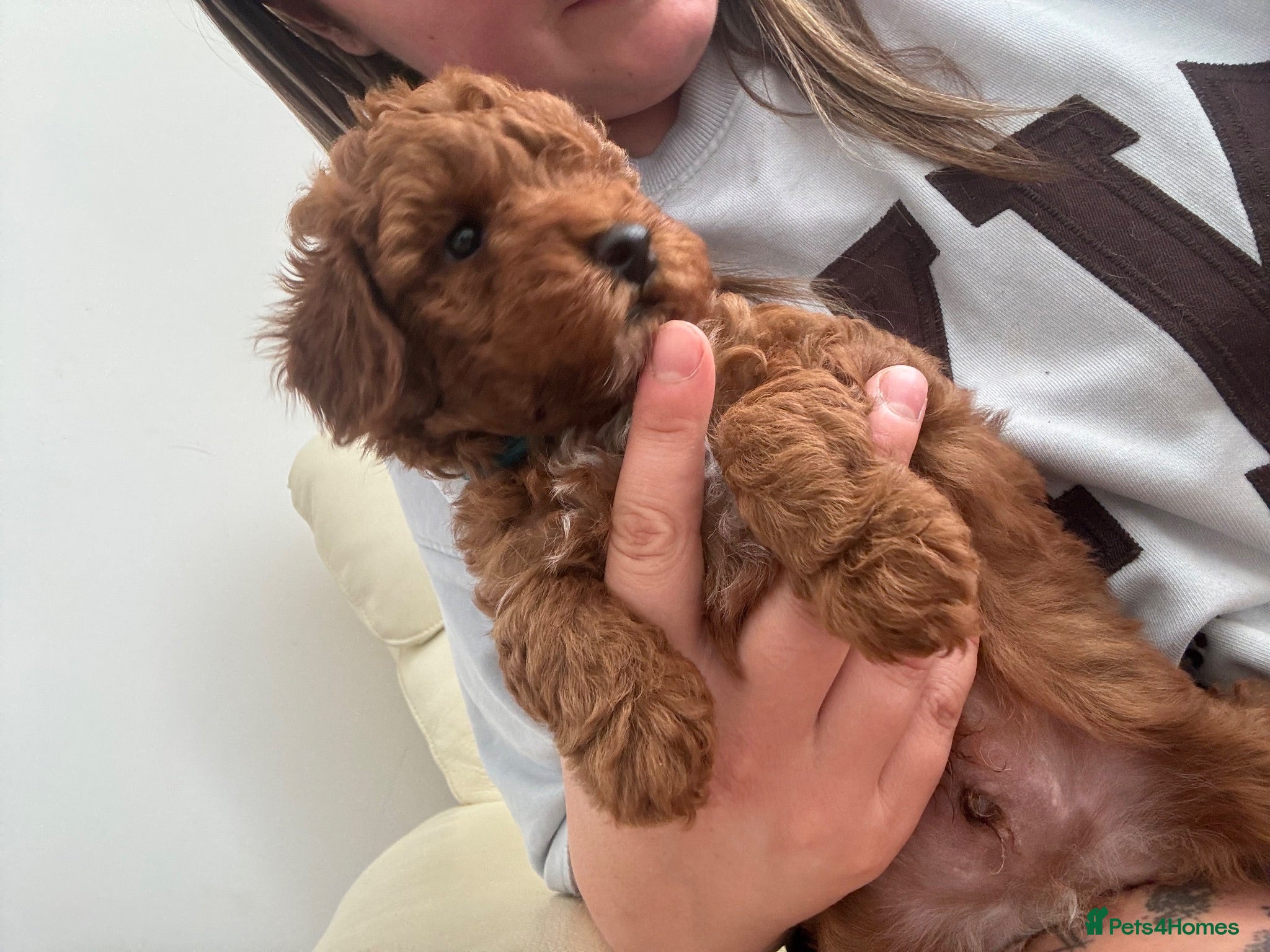 Toy Poodle dogs 🩷💙 Deep Red Toy Poodle Puppies 🌟 - Advert 6
