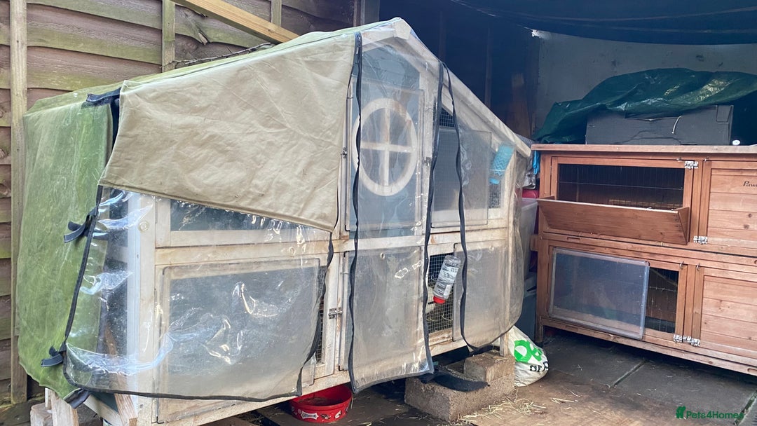 Mini Lop rabbits for sale: Bunny for sale - Advert 7