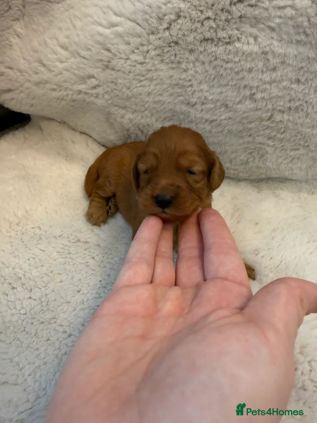 Cockapoo dogs for sale: F1 stunning cockerpoo puppies - Advert 12