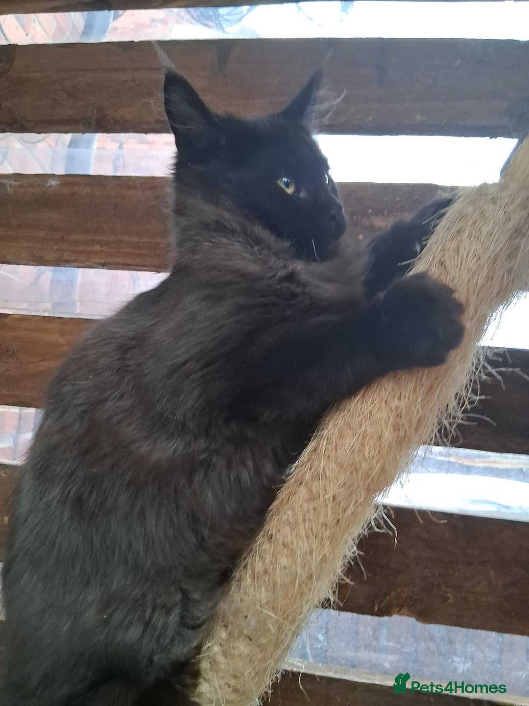 Maine Coon cats for sale: Maine Coon XL - Advert 3