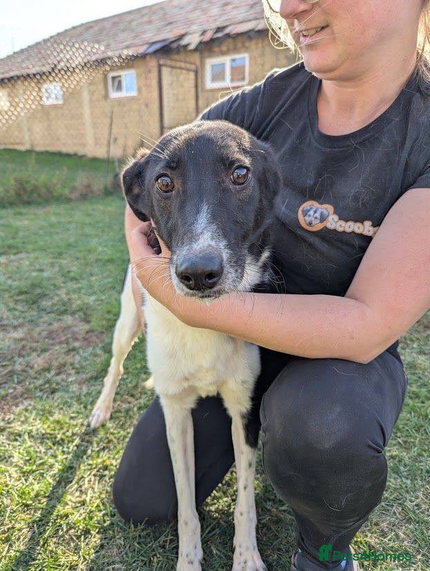 Mixed Breed dogs Ferris for adoption - Advert 4