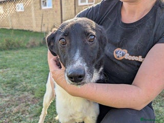 Mixed Breed dogs Ferris for adoption - Advert 1