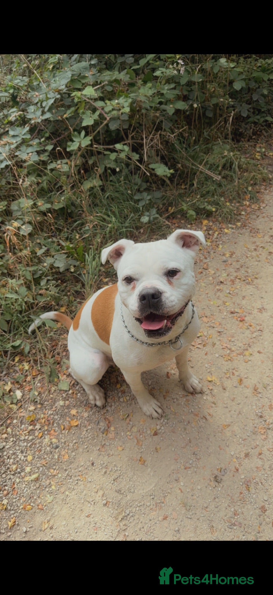 Mixed Breed dogs Remy  - Advert 1