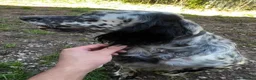 English Setter dogs for adoption: Selva in Penryn - Advert 6