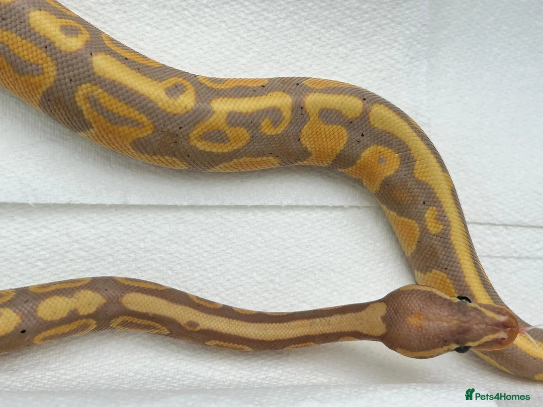 Python Snake reptiles for sale: Coral glow het fire ball python - Advert 2