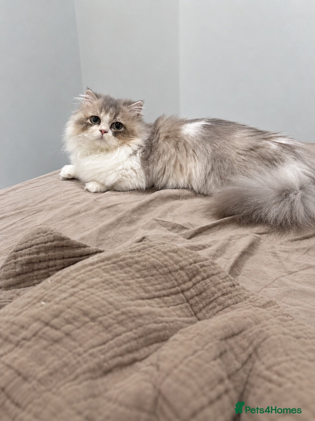 Napoleon cats Purebred Silver & White Short-Legged Minuet Girl  - Advert 2