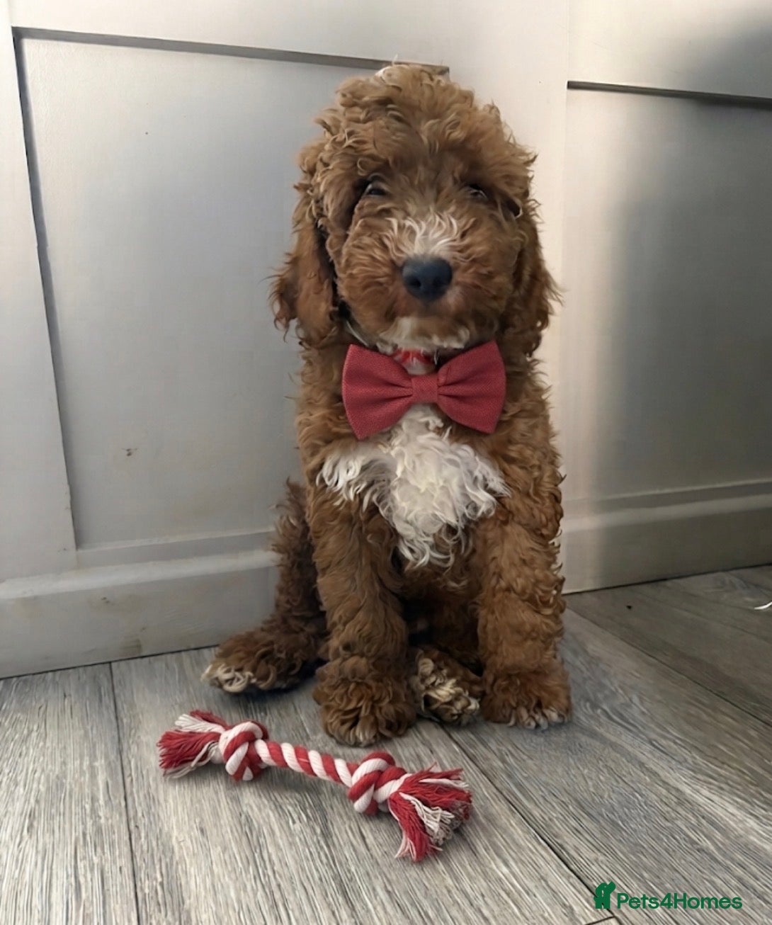 Mini Goldendoodle dogs Beautiful Mini Double Doodles READY TO LEAVE - Advert 17