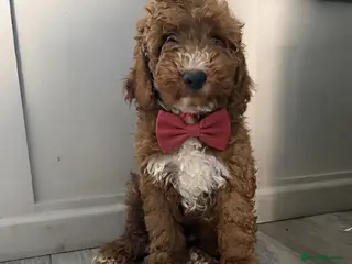 Mini Goldendoodle dogs Beautiful Mini Double Doodles READY TO LEAVE - Advert 17