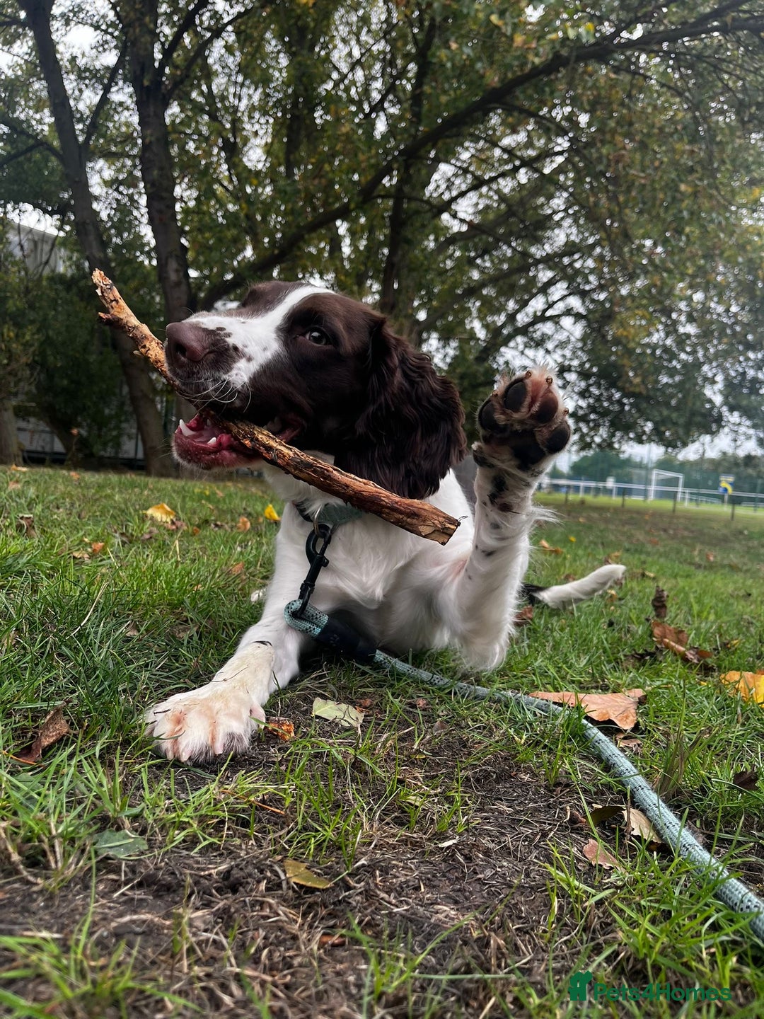 English Springer Spaniel dogs for sale: Male springer spaniel  - Advert 3