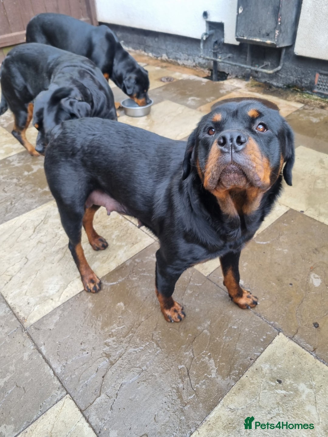 Rottweiler dogs for sale: Rotty pupps for sale 13 ( 6 girl 6 boy) left - Advert 2