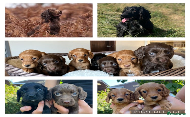 Cocker Spaniel dogs - Advert 14