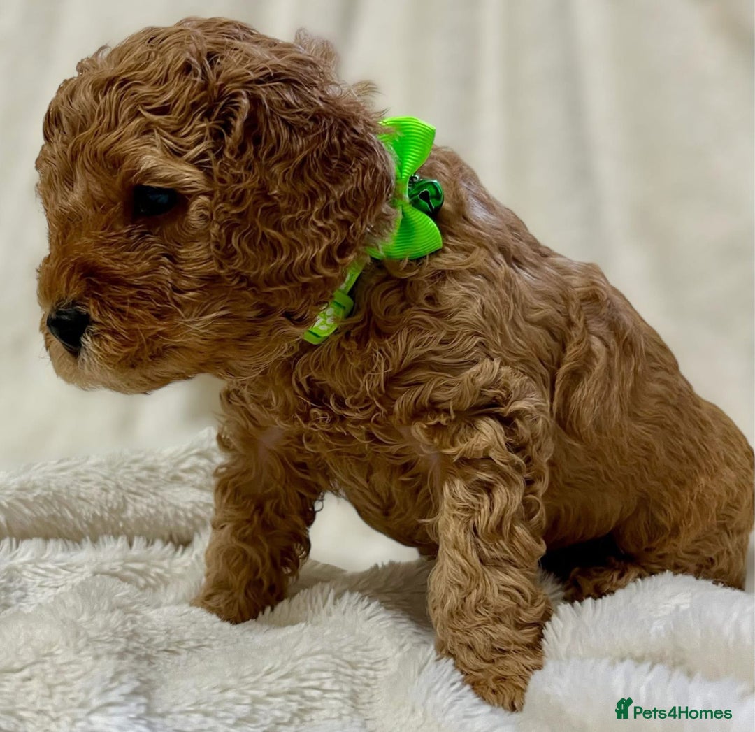 Cavapoo dogs for sale: Cavapoo puppies  - Advert 5