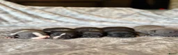 Staffordshire Bull Terrier dogs for sale: Stunning KC Staffordshire bull terrier puppies - Advert 26