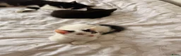 British Shorthair cats for sale: 4 black + white female kittens - Advert 15