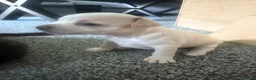Mixed Breed dogs for sale: Bullhuahua (French Bulldog × Chihuahua) Puppies - Advert 10