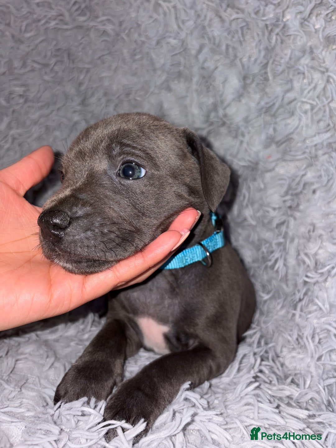 Staffordshire Bull Terrier dogs for sale: 6 Stunning Blue Staffordshire Bull Terrier pups 💙 - Advert 2