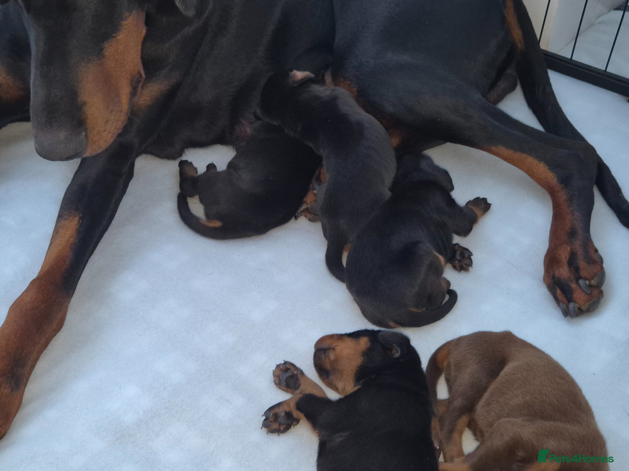 Dobermann dogs ⭐️⭐️⭐️⭐️⭐️ KC Reg European Dobermann puppies - Advert 7