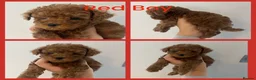 Toy Poodle dogs for sale: Last Tiny Toy×Asian Poodle Puppy Ready 21/09/26 - Advert 6