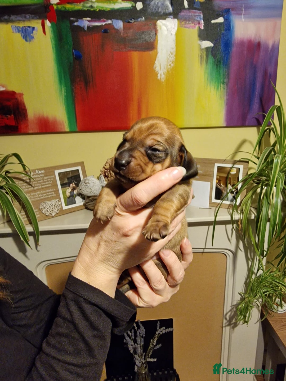 Miniature Dachshund dogs for sale: Beautiful  miniature  dachshund puppies for sale - Advert 10