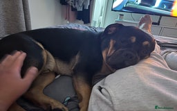 Mixed Breed dogs for sale: Lokii - Advert 6