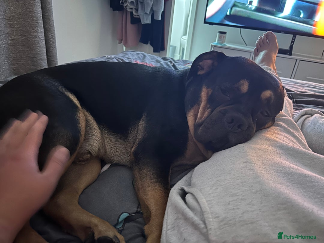 Mixed Breed dogs for sale: Lokii - Advert 6