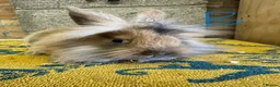 Lionhead rabbits for sale: Lionhead Rabbits For Sale  - Advert 14