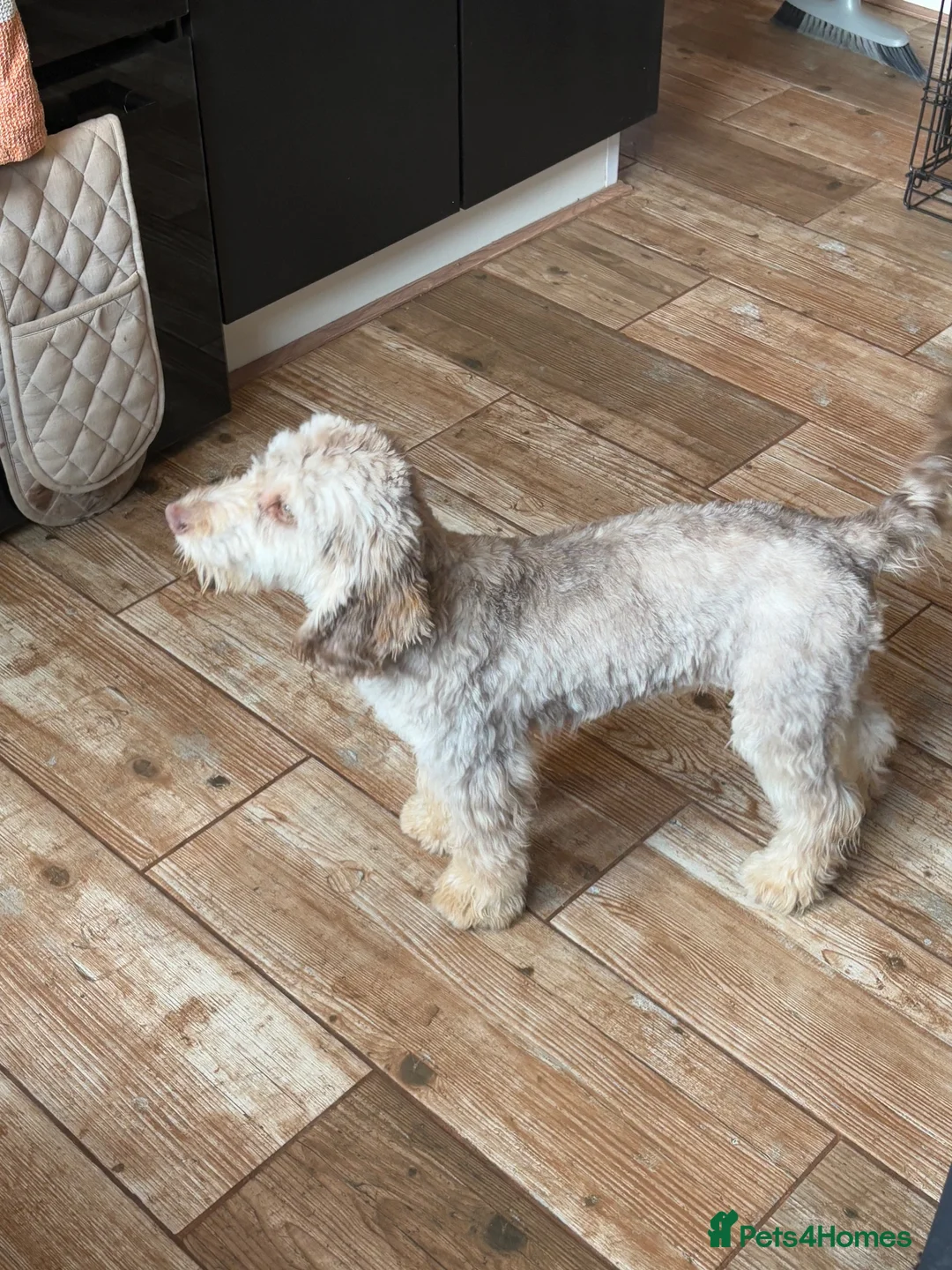 Cockapoo dogs for sale: Female Cockapoos  in Cradley Heath - Advert 3