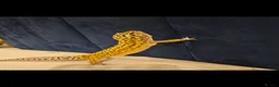 Leopard Gecko reptiles for sale: Leopard gecko  in London - Advert 3
