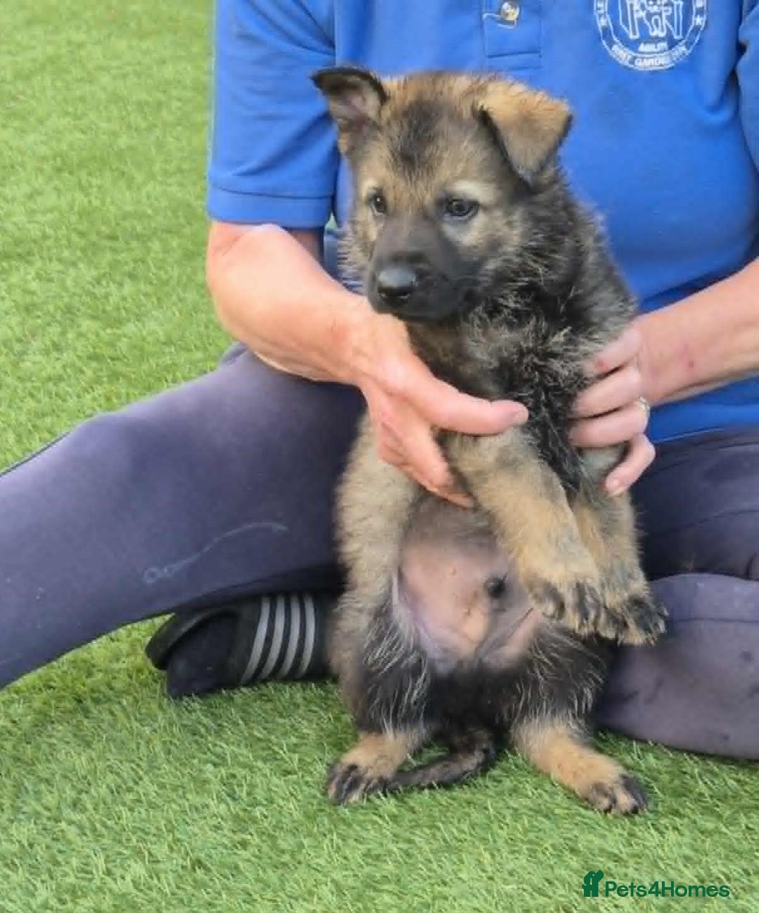 German Shepherd dogs for sale: Super Working Line German Shepherd Puppies - Image 6