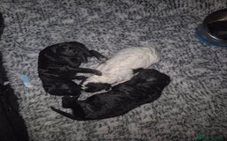 Maltipoo dogs for sale: Maltipoo puppies ready in 8 weeks  - Image 8