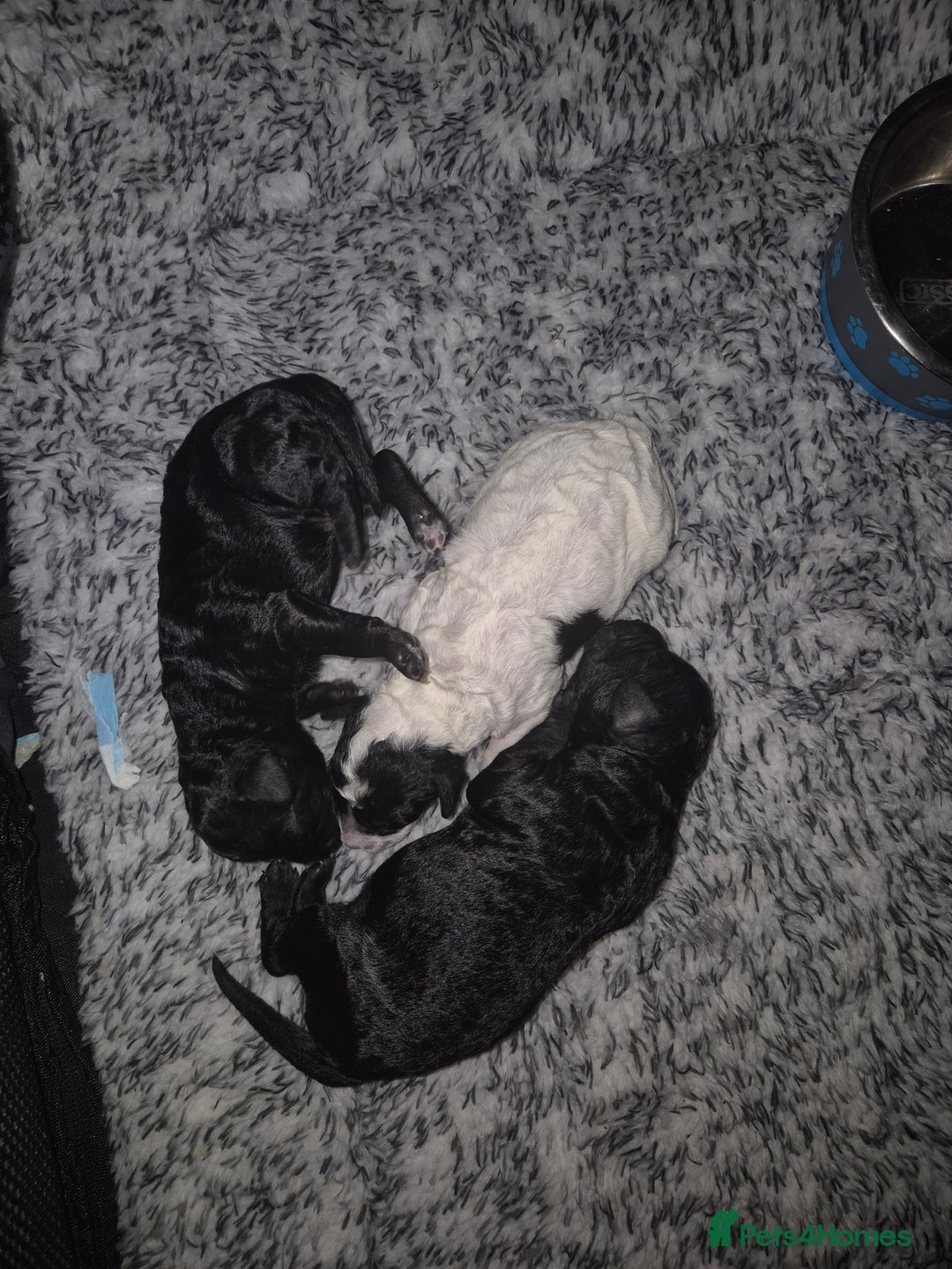 Maltipoo dogs for sale: Maltipoo puppies ready in 8 weeks  - Image 8