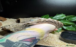 Snake reptiles for sale: Normal Western Hognose  - Image 2