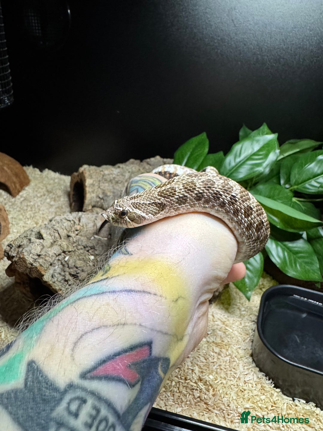 Snake reptiles for sale: Normal Western Hognose  - Image 2