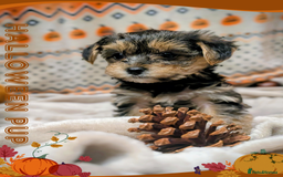 Yorkshire Terrier dogs for sale: 3 Male Yorkshire terriers left  - Image 6