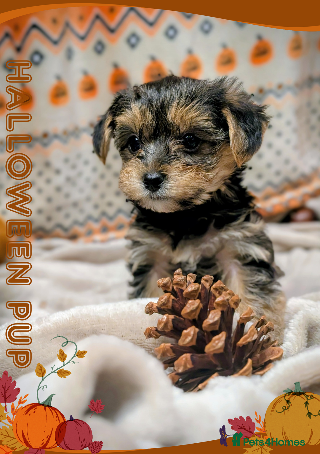 Yorkshire Terrier dogs for sale: 3 Male Yorkshire terriers left  - Image 6