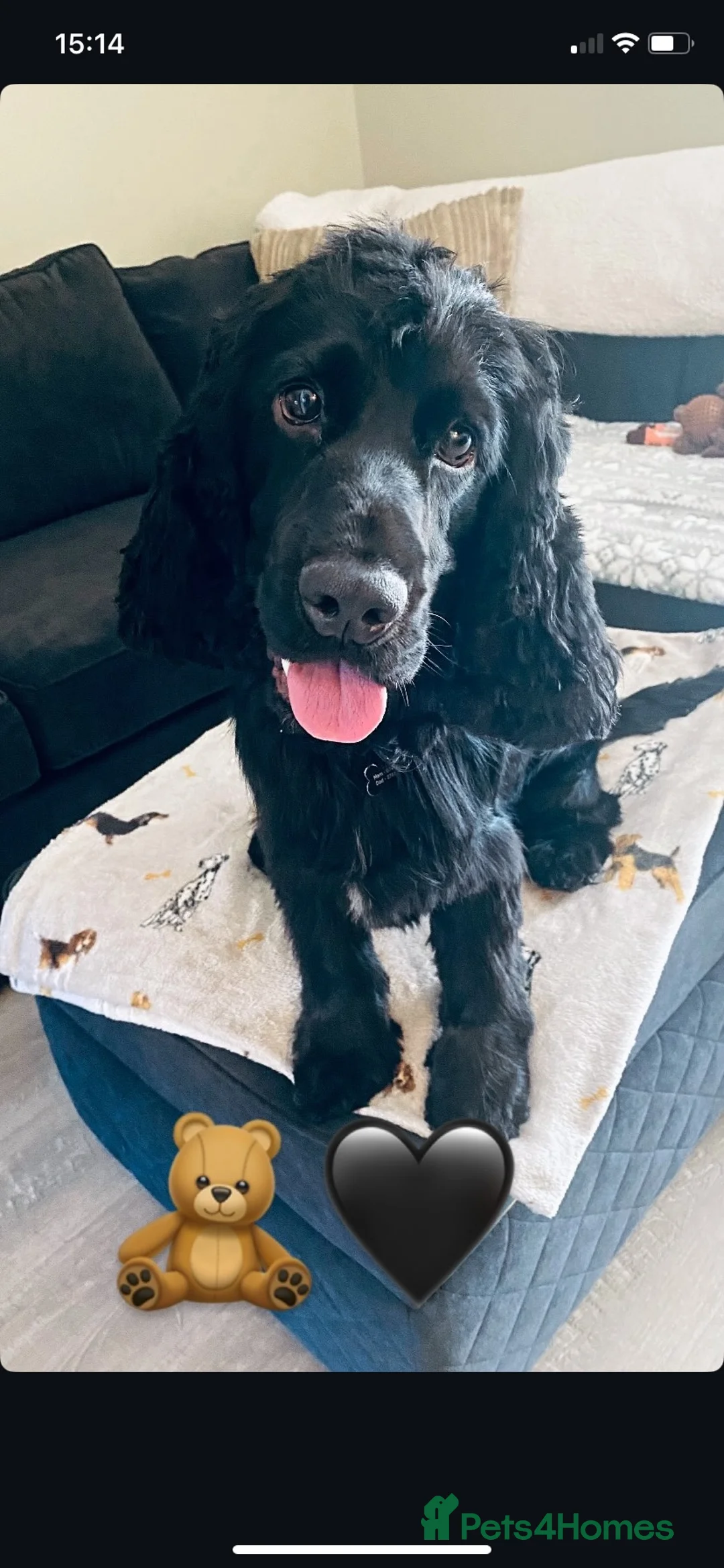 Cocker Spaniel dogs for stud: Available For Stud - Show Cocker Spaniel - Advert 1