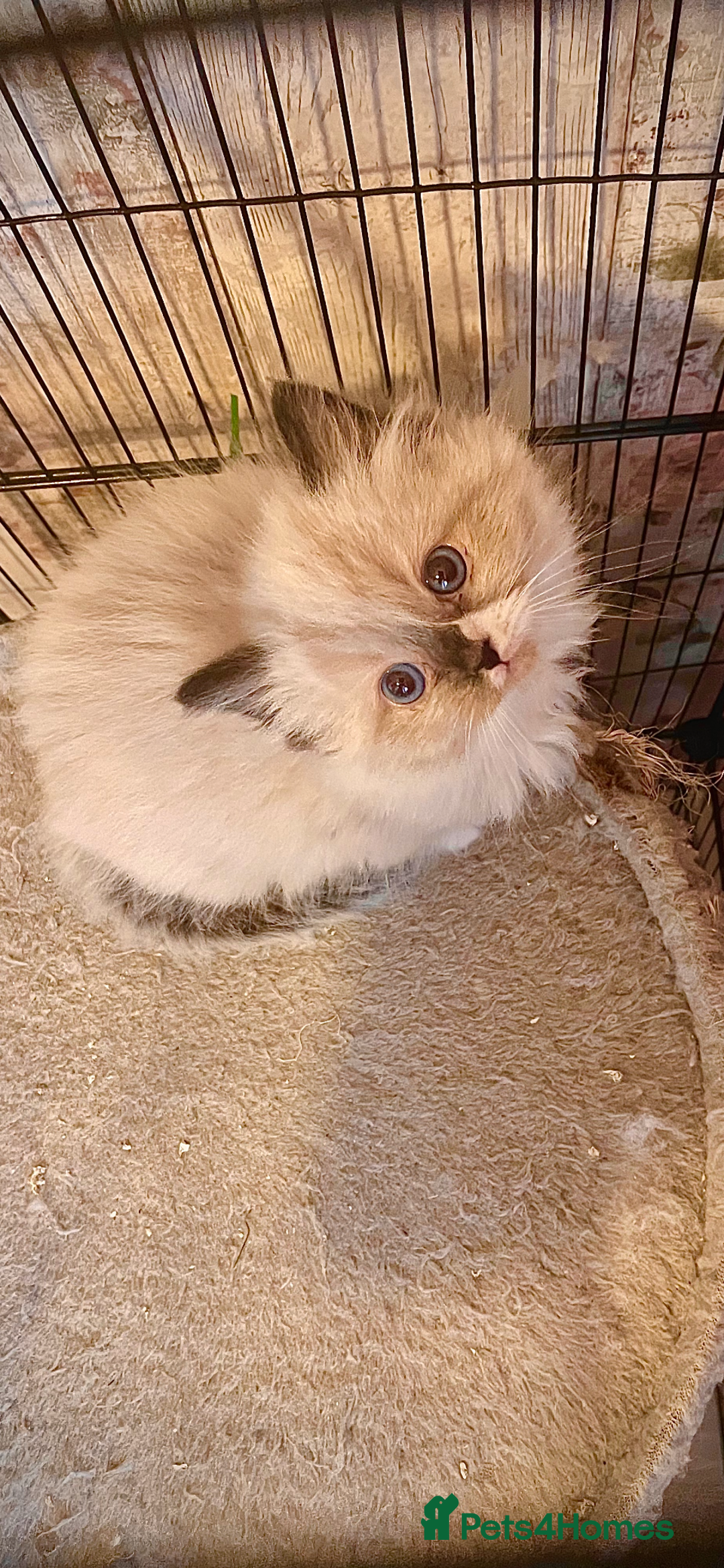 Ragdoll cats for sale: Ragdoll  - Advert 1