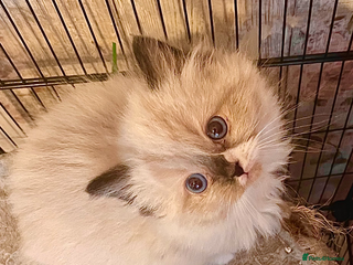 Ragdoll cats Ragdoll - Advert 2