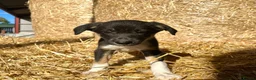 Border Collie dogs for sale: Stunning collie puppies for sale - Advert 7