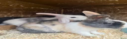 Mixed Breed rabbits for sale: Baby Bunnies for sale - SERIOUS ENQUIRIES ONLY in Nuneaton - Advert 8