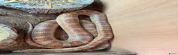 Leopard Gecko reptiles for sale: Available Rescue Looking for Their Forever Homes - Advert 17