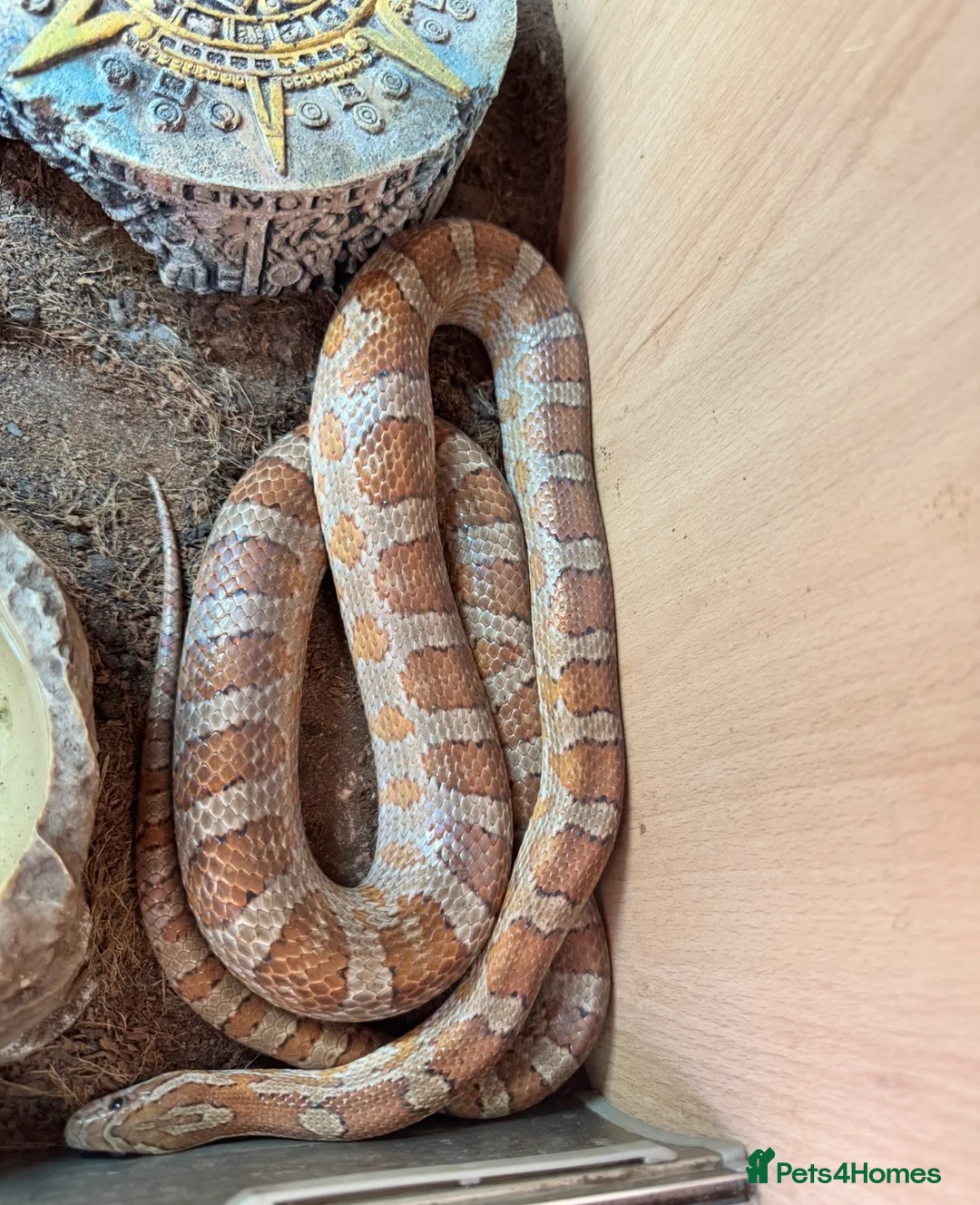 Leopard Gecko reptiles for sale: Available Rescue Looking for Their Forever Homes - Advert 17