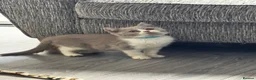 British Shorthair cats for sale: Ready Now - British Shorthair Registered Kittens - Advert 10