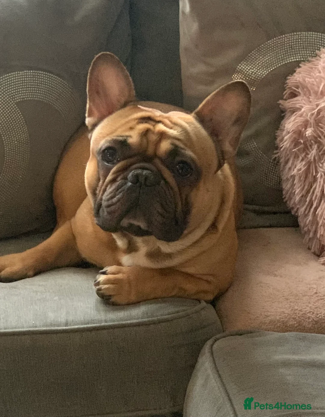 French Bulldog dogs for stud: Red fawn Dicar sired silver health tested in Edinburgh - Advert 15