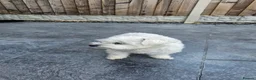 Zuchon dogs for sale: Cookie  in Doncaster - Advert 4
