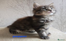 Maine Coon cats for sale: Maine Coon Kittens Tortie/Torbie Russian lines - Image 6