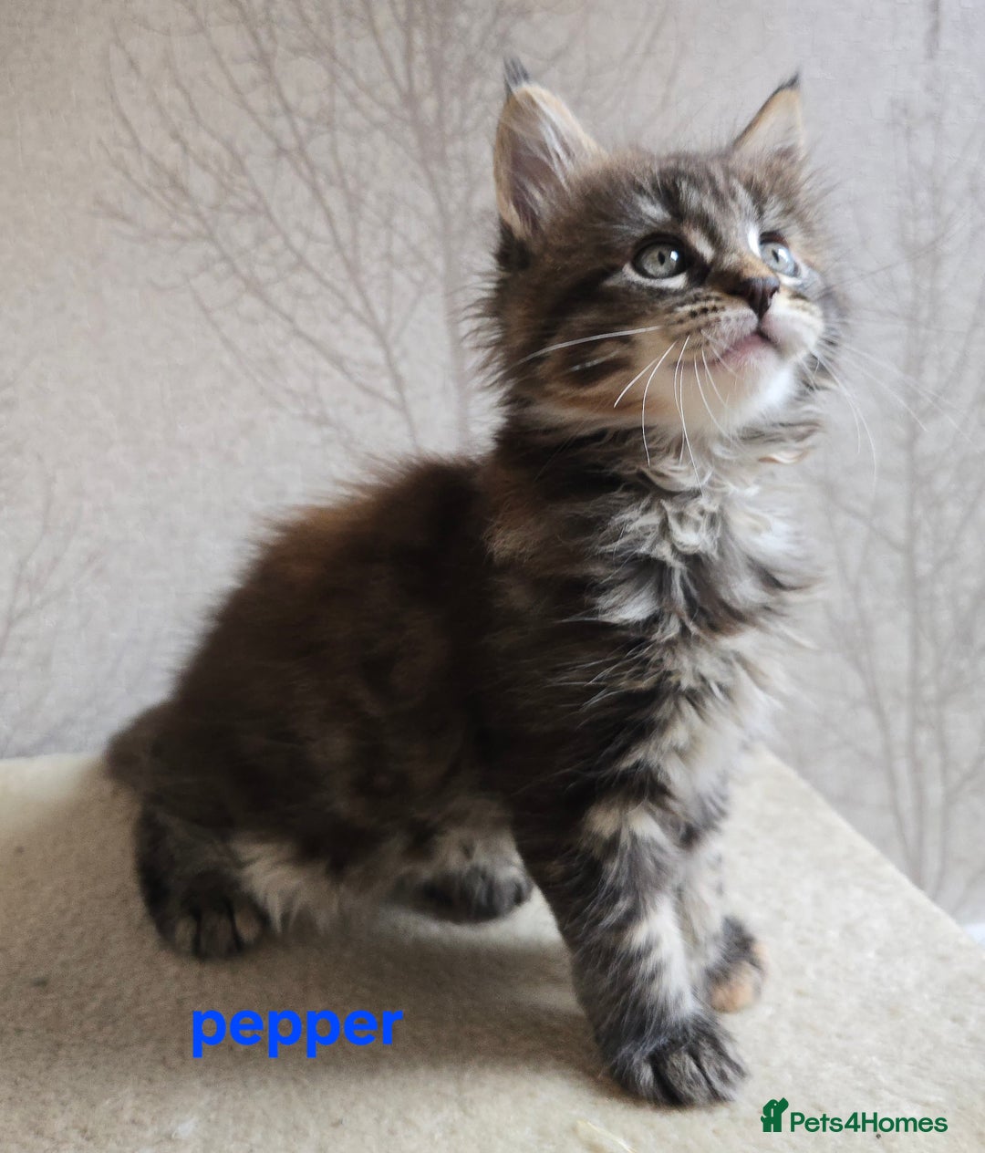 Maine Coon cats for sale: Maine Coon Kittens Tortie/Torbie Russian lines - Image 6